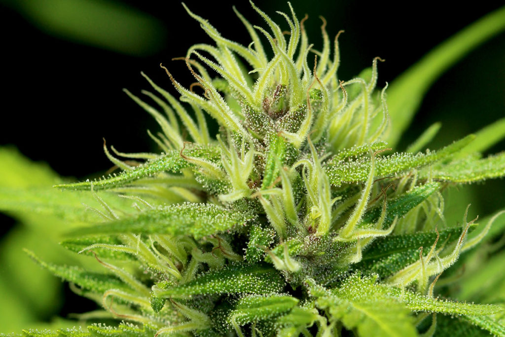 BUY KUSH ONLINE