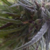 Colombian Gold seeds
